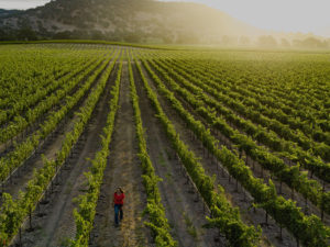 Rows of grapevines in Yountville Ranch Vineyard