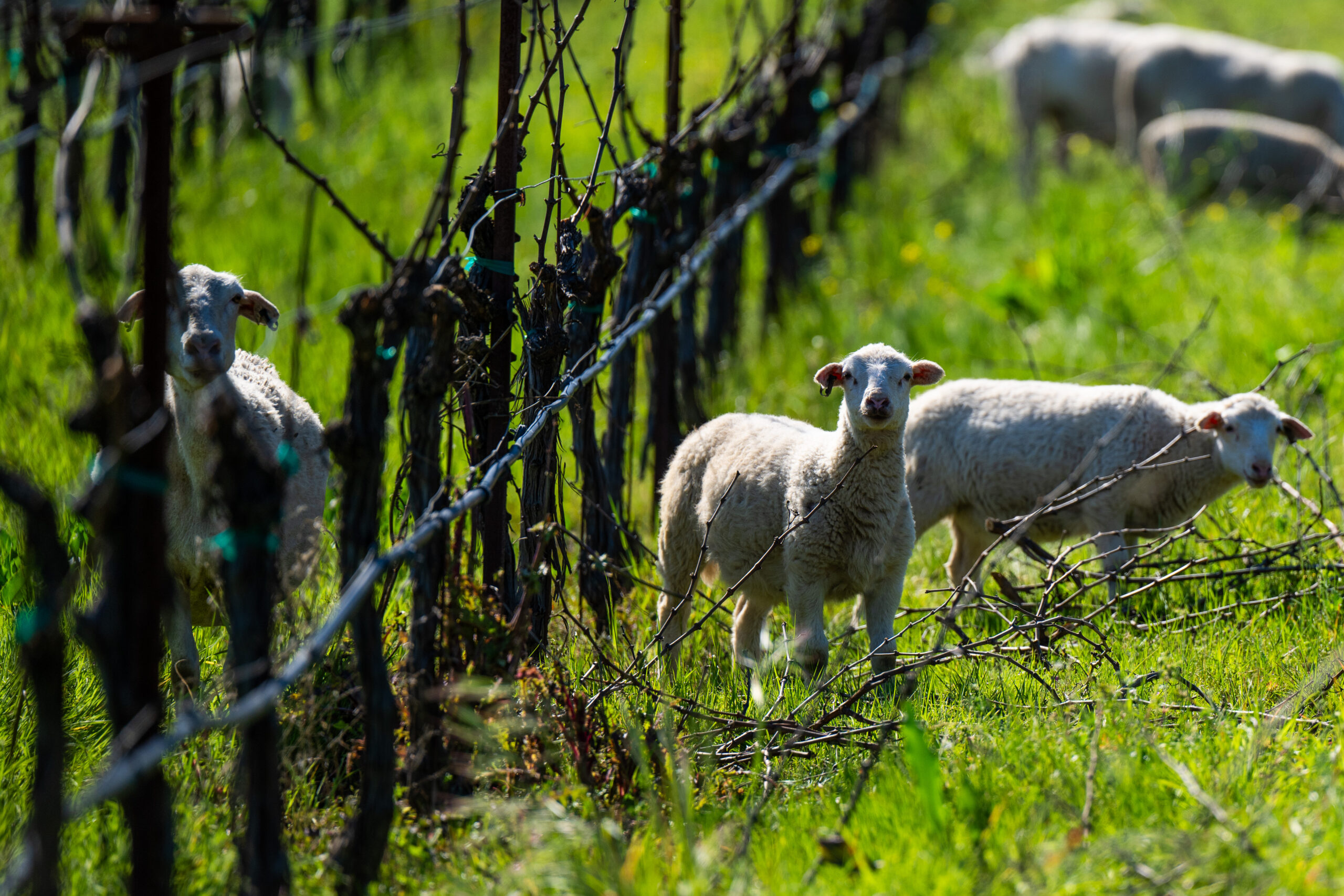 Sheep in Vineyard