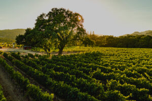 Oak Knoll Vineyard