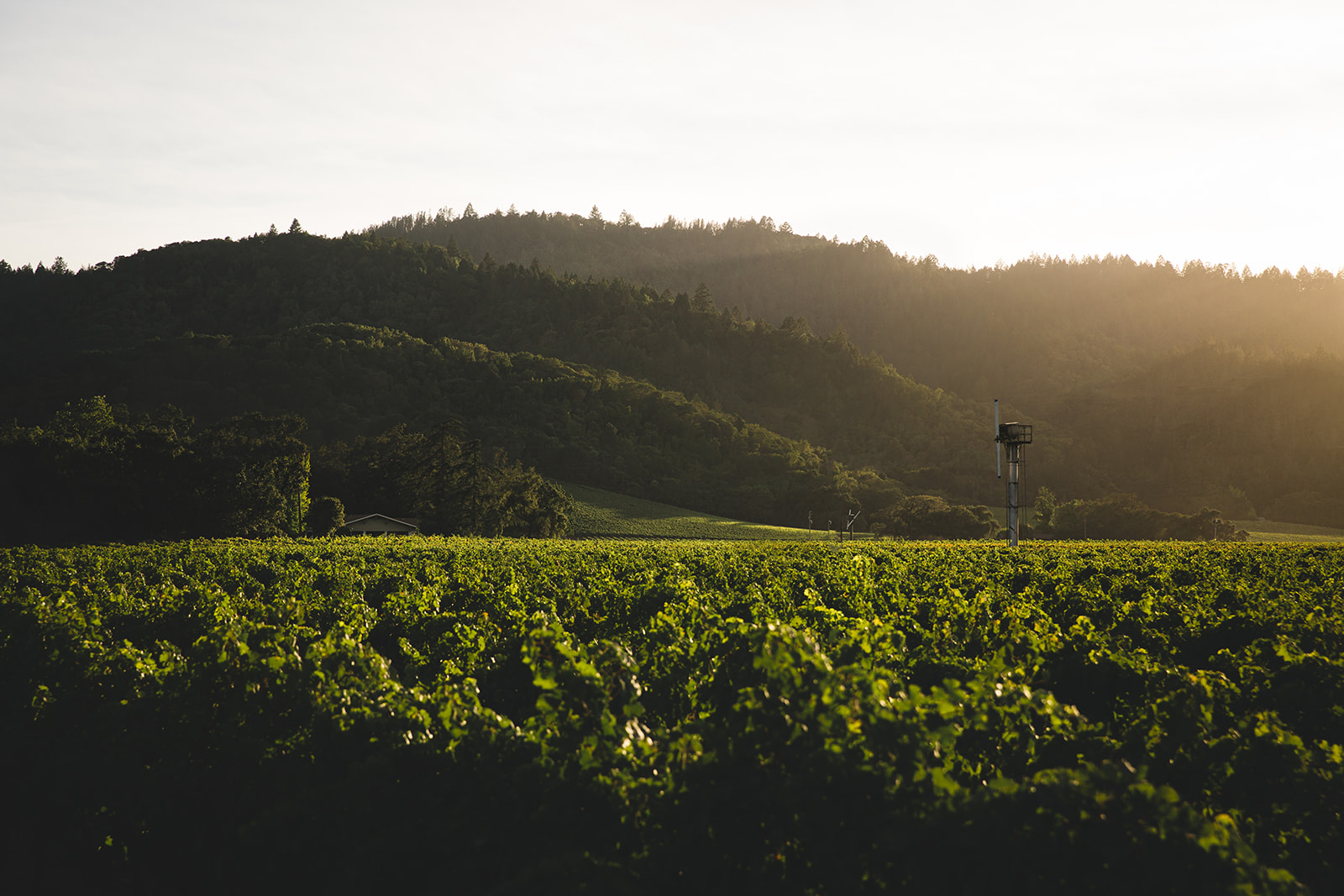 Sunset over a vineyard with hills in the background