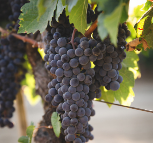 Grapes hanging on a grape vine.