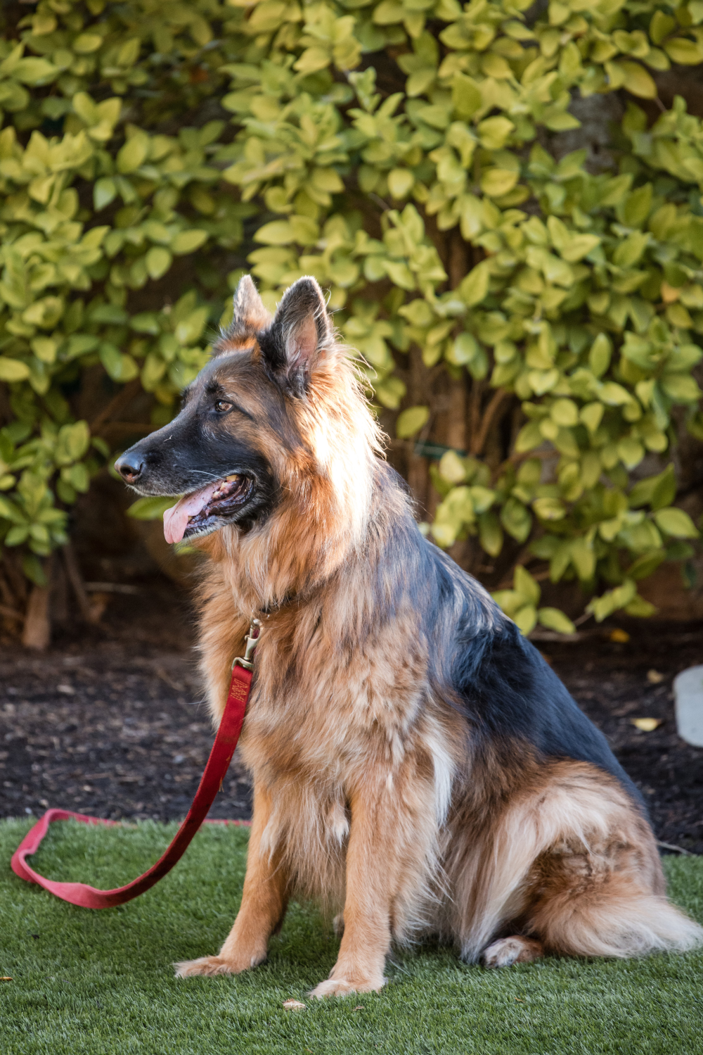 A dog sitting on the lawn of the Markham courtyard