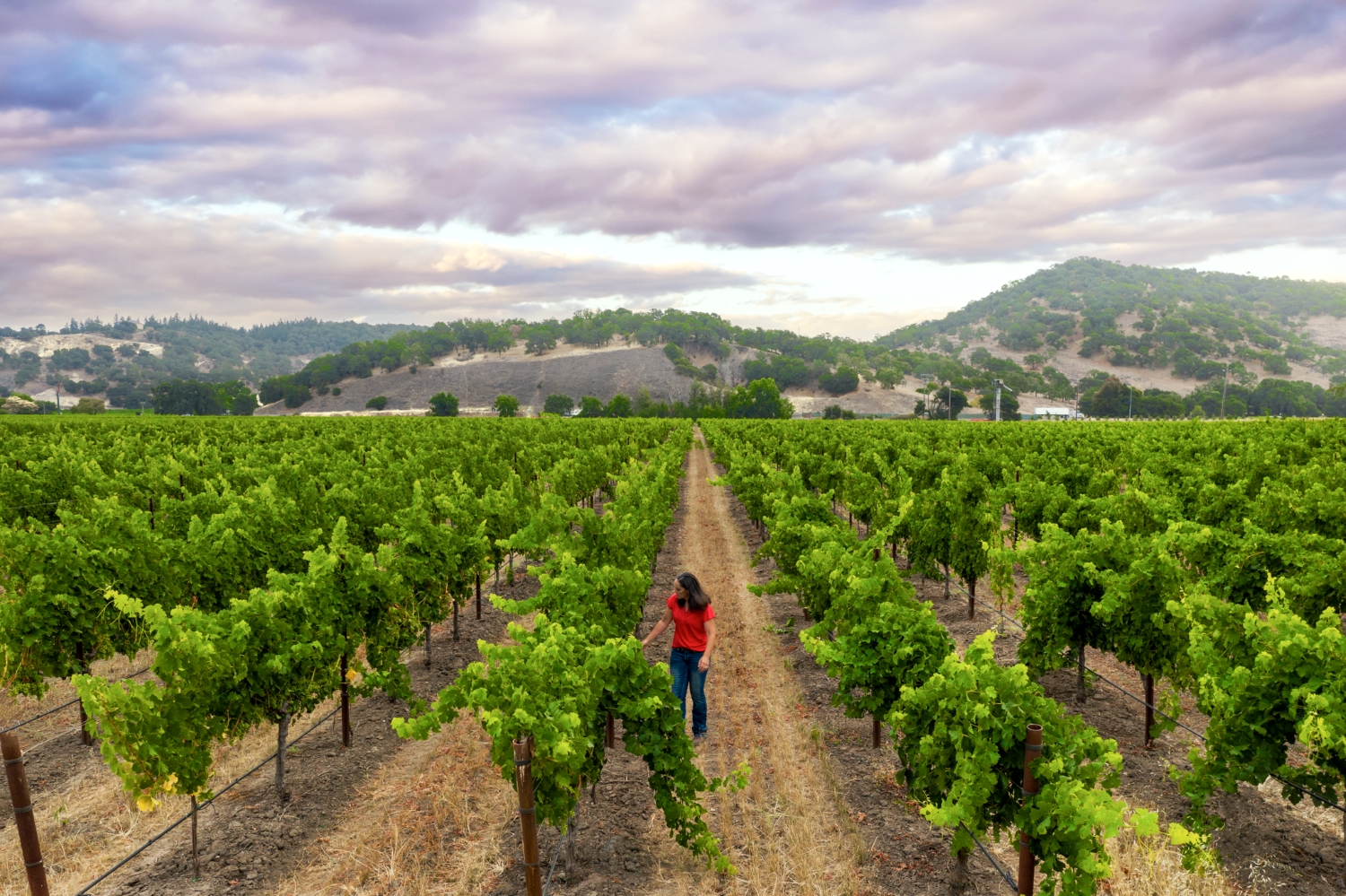 Adrienne Uboldi walking through Rockerbox Vineyard