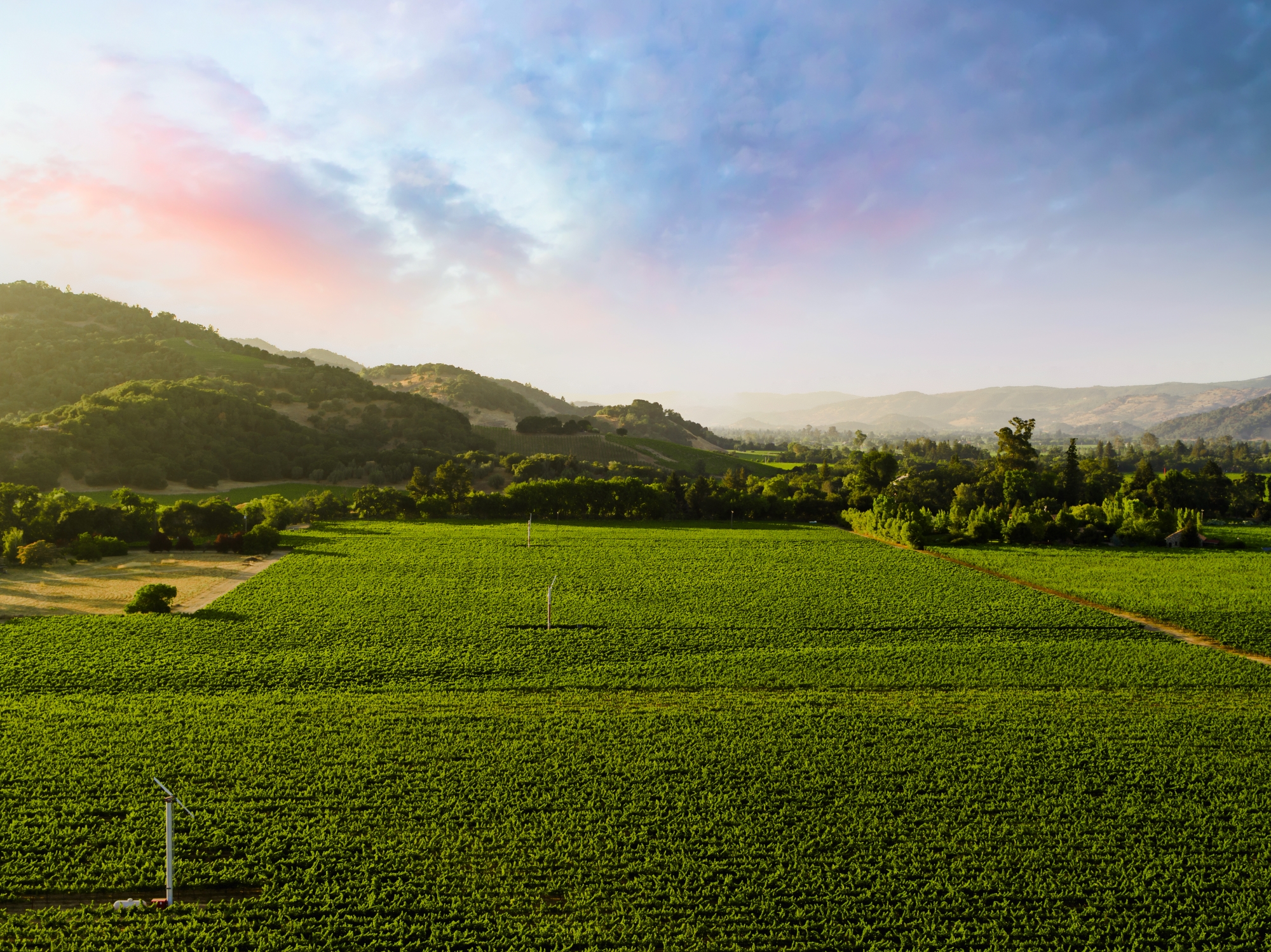 Aerial view of Little Cannon Vineyard