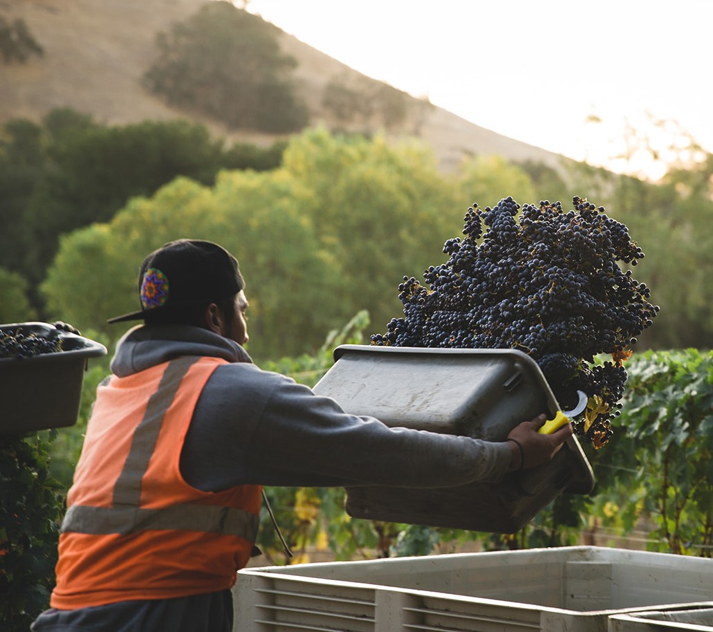Harvested grapes getting tossed into a T-bin