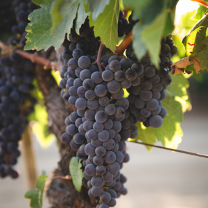 Grapes hanging from a grapevine
